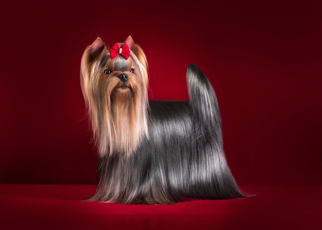 OLIMPIK HOF ITAN FOR ZVYOZDNY STATUS — Labaza DogPedigree YorkshireTerrier